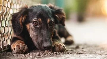 Medida de coerción contra policía que maltrató a perro en carretera Sánchez