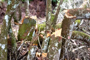 Medio Ambiente apresa a un dominicano por depredar bosque en el Parque Nacional Nalga de Maco