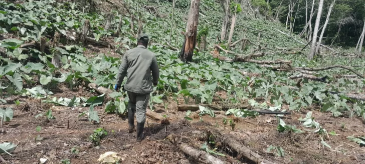 Militares arrestan a 280 haitianos y 7 dominicanos en el Parque Nacional Los Haitises