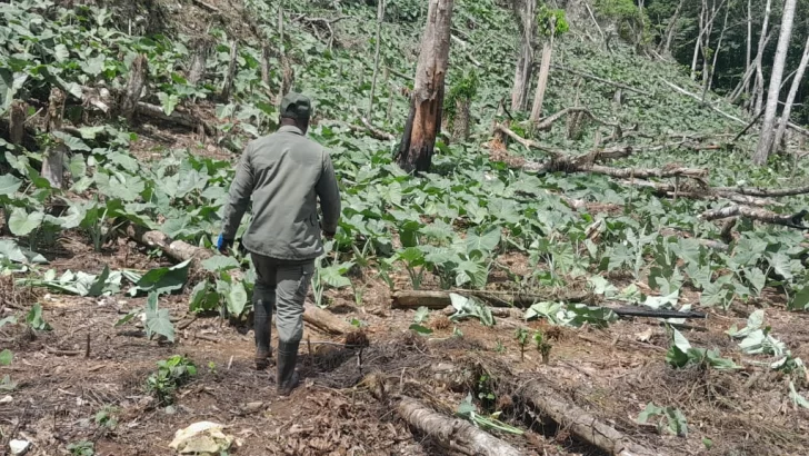 Militares arrestan a 280 haitianos y 7 dominicanos en el Parque Nacional Los Haitises