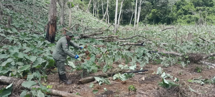 Medio Ambiente ha arrestado a 373 personas en intervención de Los Haitises