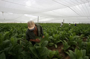 Tabaco, mortífero para la salud, pero de altos ingresos para la economía nacional