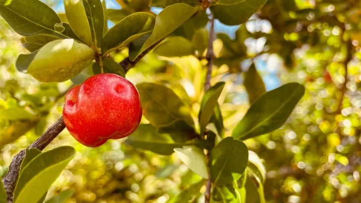 Cultivo de la cereza enclavado por la importación y la informalidad