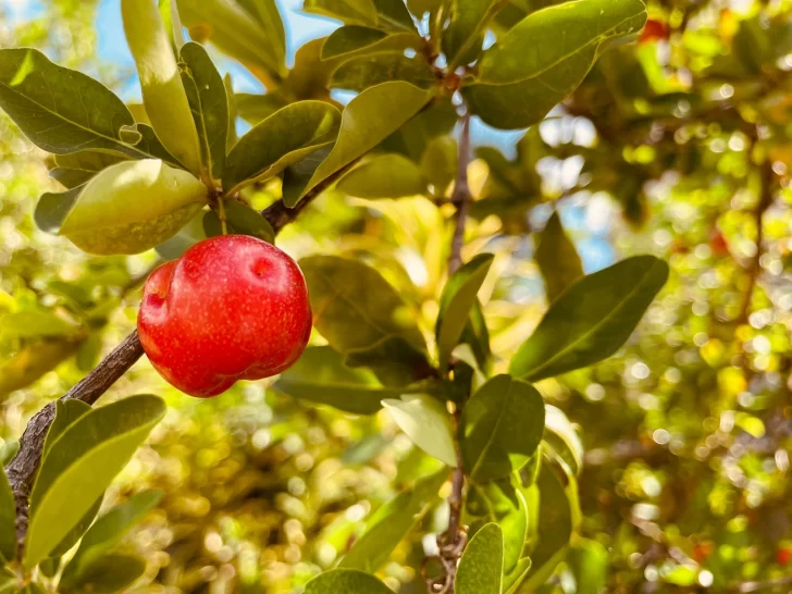 Cultivo de la cereza enclavado por la importación y la informalidad