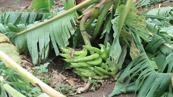 Acuden en auxilio de productores de la Línea Noroeste tras paso de ventarrón