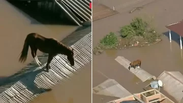 inundaciones-en-brasil-dejan-a-un-caballo-sobre-el-techo-de-una-casa-728x410