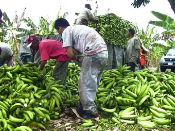 platanos-CIBAO-728x546