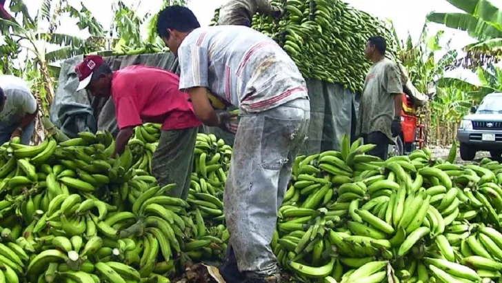 Venderán a cinco pesos plátanos derribados por ventarrón