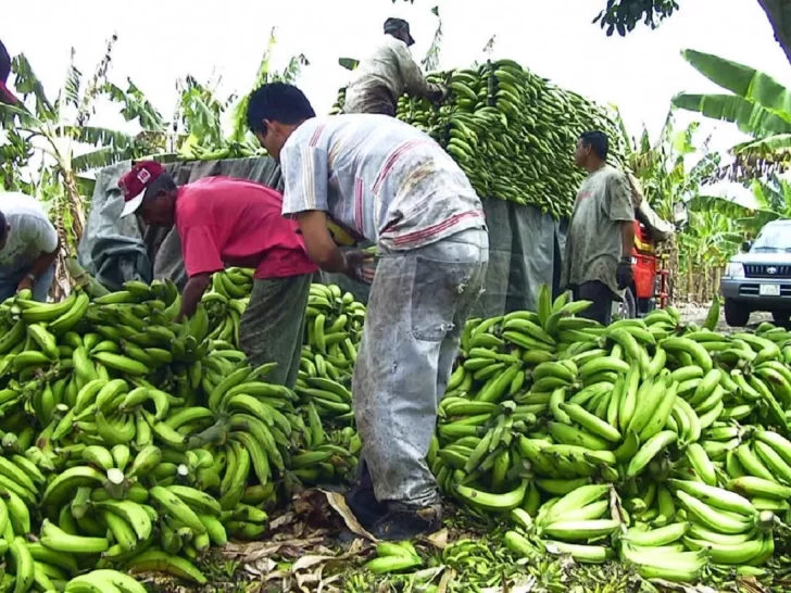 platanos-CIBAO-728x546