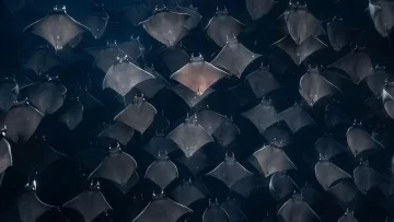 13 extraordinarias fotografías para inspirarte a cuidar el océano 13 extraordinarias fotografías para inspirarte a cuidar el océano