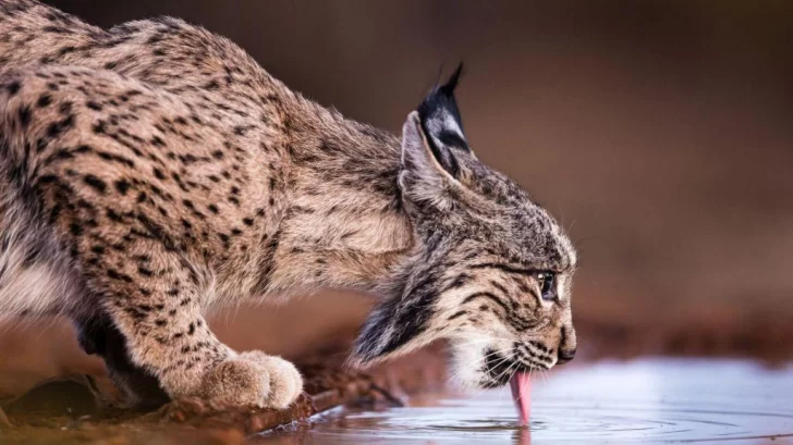 Lince ibérico, el excepcional felino que salió de la lista de especies en peligro de extinción gracias a los esfuerzos de conservación