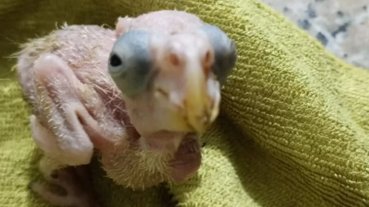 Proedemaren rescata tres aves de la especie cotorras ventralis