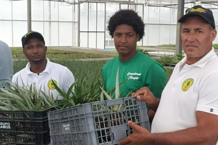 Primera producción in vitro de hijuelos de piña en República Dominicana