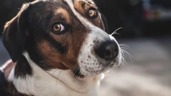 ¿Tienen conciencia los animales?: la nueva evidencia que marca un 'cambio radical' en lo que sabemos sobre su comportamiento