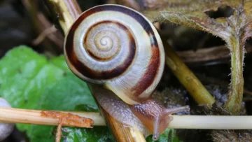 Penes desmontables y otras fascinantes características de la vida sexual de los insectos