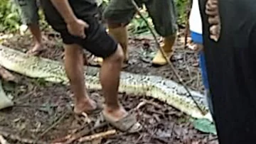Una serpiente pitón se come a una mujer de 36 años en Indonesia