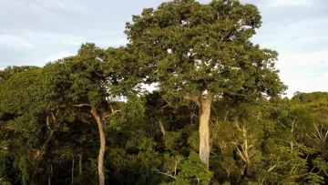 El sorpresivo hallazgo de que los árboles también absorben metano y qué implica para la lucha contra el cambio climático