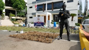 Decomisan más de 200 plantas de marihuana en invernaderos de San Antonio de Guerra