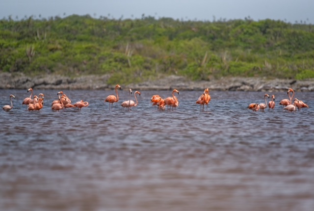 Flamencos_Laguna_Beata