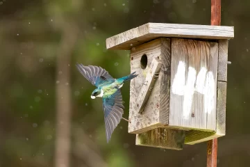 Golondrina_Verde-728x486