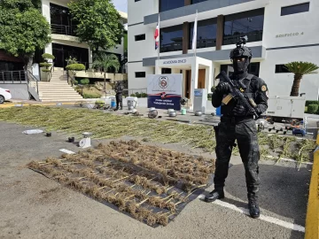 Desmantelan invernadero con plantación de más de 200 matas de marihuana en Guerra