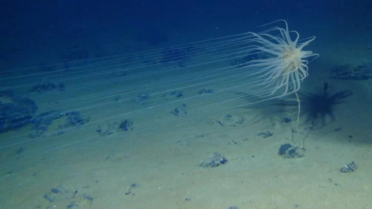 El 'oxígeno oscuro' de las profundidades del Océano Pacífico suscita nuevas teorías sobre el origen de la vida
