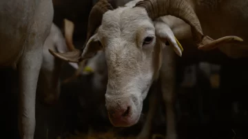 Brote de fiebre catarral ovina en el norte de Francia