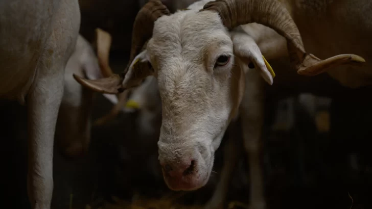Brote de fiebre catarral ovina en el norte de Francia