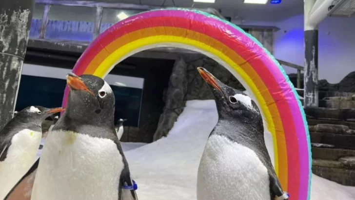Muere Sphen, uno de los pingüinos de la famosa pareja gay cuya historia de amor cautivó al mundo