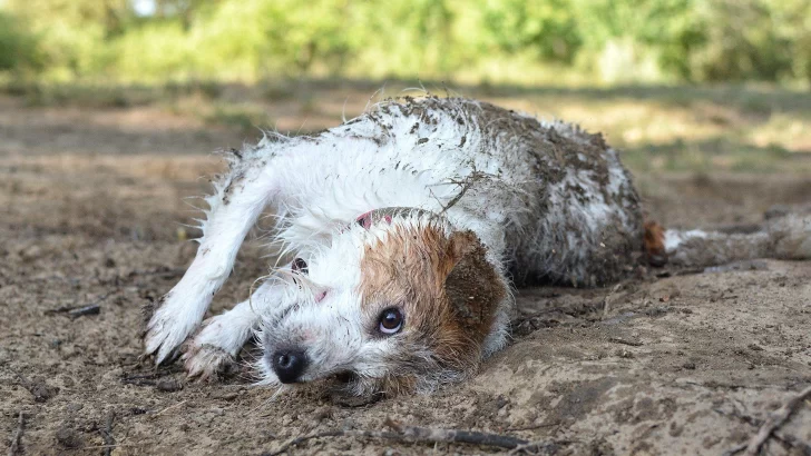 Por qué a los perros les gusta revolcarse en excrementos