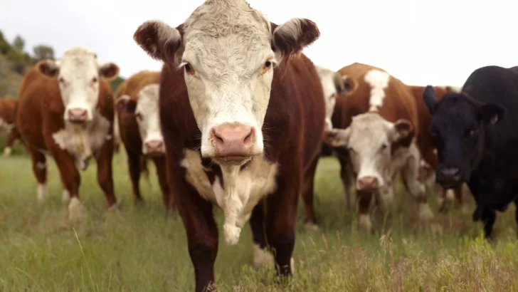 Productores de carnes bovina y porcina de Argentina no tendrán que pagar por el derecho a exportar