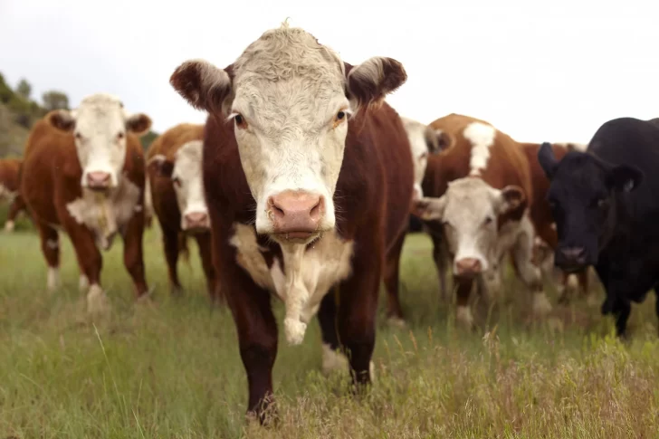 Productores de carnes bovina y porcina de Argentina no tendrán que pagar por el derecho a exportar