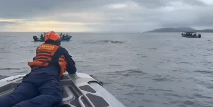 Así fue liberada una ballena el Pacífico colombiano