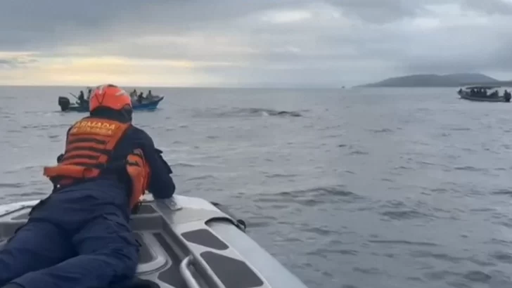 Así fue liberada una ballena el Pacífico colombiano