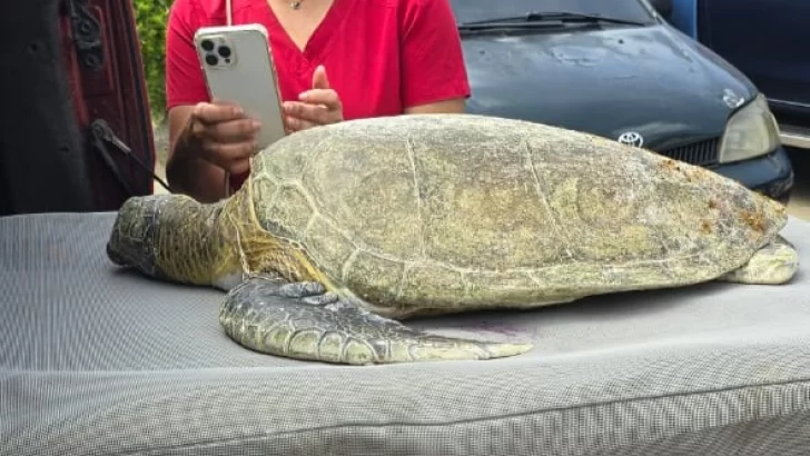 Muere tortuga verde juvenil tras ingerir anzuelo en Playa Diamante