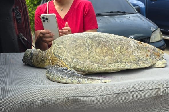 Muere tortuga verde juvenil tras ingerir anzuelo en Playa Diamante