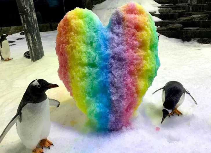 Muere Sphen, el famoso pingüino gay que incubó una cría con su pareja Magic