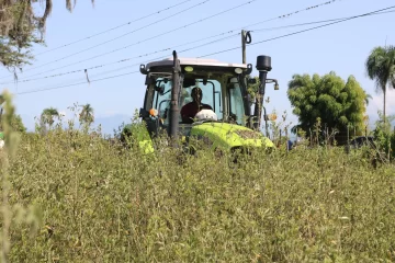 Agricultura dispone veda cultivos hospederos de la mosca blanca 