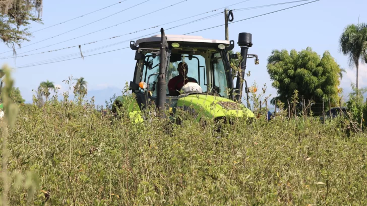 Agricultura dispone veda cultivos hospederos de la mosca blanca 