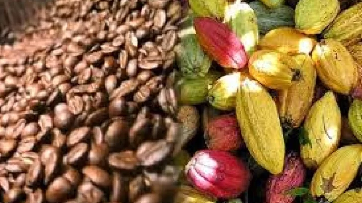 Mejorar producción de café y cacao supone ventajas económicas y ambientales