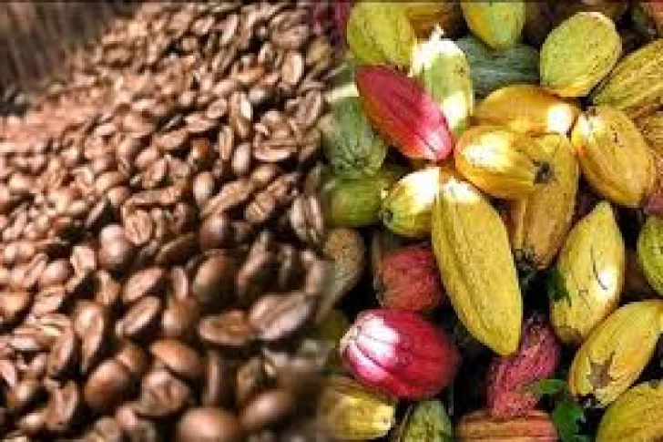 Mejorar producción de café y cacao supone ventajas económicas y ambientales