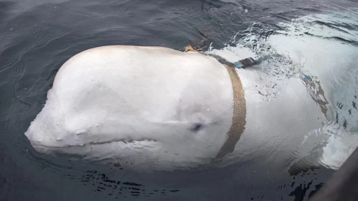 Hvaldimir, el famoso ‘espía beluga’, fue hallado muerto en Noruega
