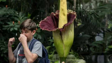 Las razones por las que la planta Aro Gigante huele a cadaver y tarda 10 años en florecer