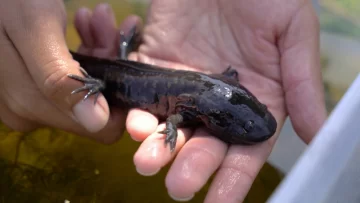 Misión salvar el ajolote: los esfuerzos para preservar la icónica salamandra de México