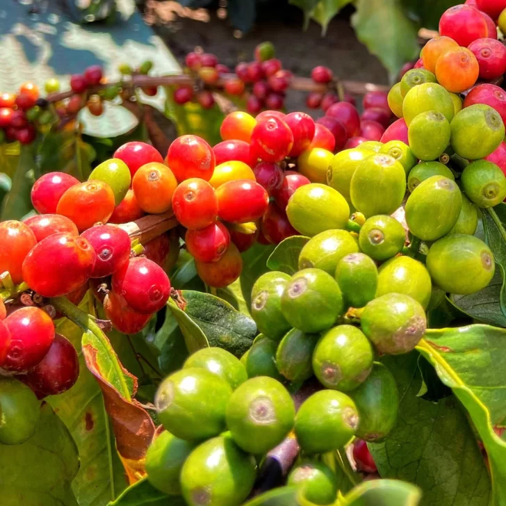 Diez años después, el café se recupera lentamente de los efectos de la roya