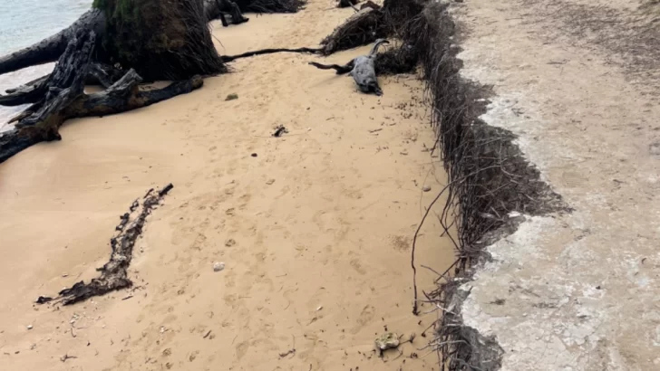 La batalla continua contra el mar