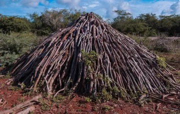 Medio Ambiente interviene en bosque seco y retiene carbón vegetal en Oviedo, Pedernales