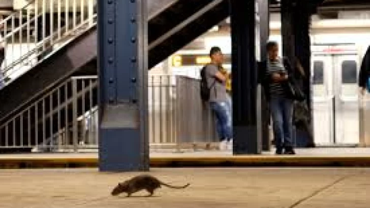 Expertos discuten cómo enfrentar la plaga de ratas que afecta a Nueva York