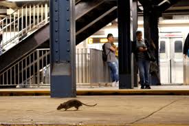 Expertos discuten cómo enfrentar la plaga de ratas que afecta a Nueva York