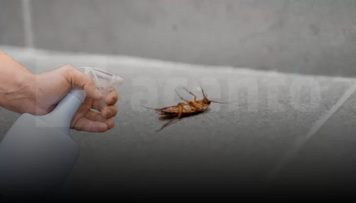 Uso excesivo de plaguicidas caseros afecta la salud a corto y largo plazo